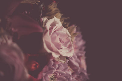 Close-up of pink rose against black background