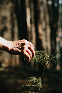 Close-up of hand holding plant