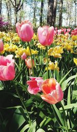 Close-up of pink tulips blooming in field