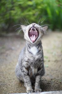 Close-up of cat yawning