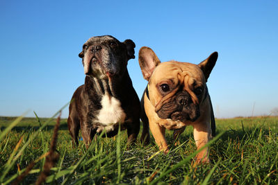 Portrait of a dog on field