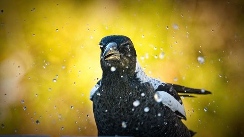 Close-up of a bird