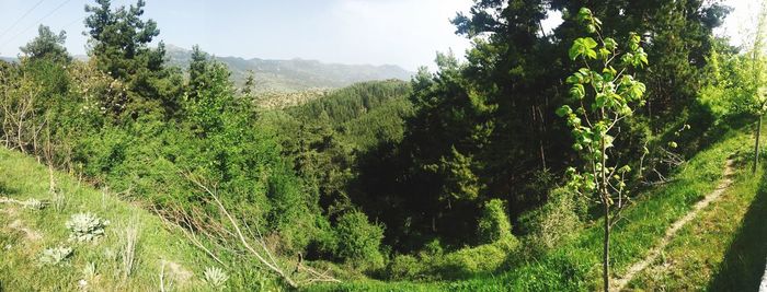 Scenic view of forest against sky