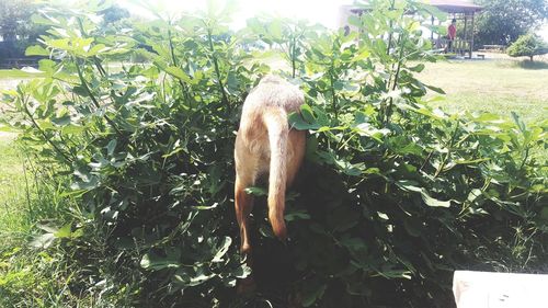 Horse on field against trees