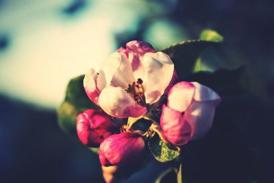 Close-up of pink rose