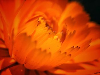 Close-up of orange flower