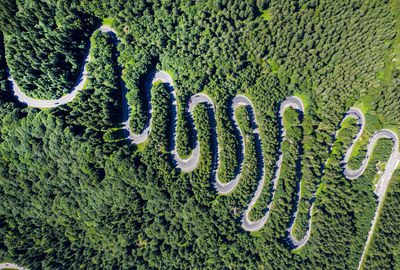 High angle view of succulent plants