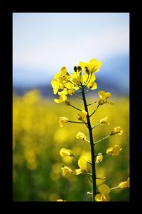 Close-up of fresh yellow flower against sky