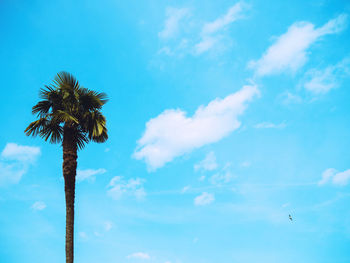 Low angle view of palm tree against blue sky