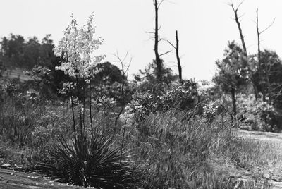 Plants and trees on field against sky