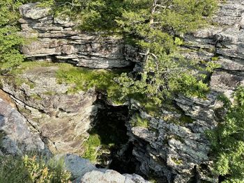 Moss growing on rocks in forest