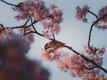 Low angle view of bird perching on tree