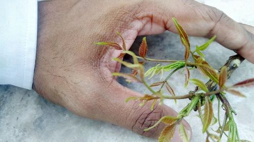 Close-up of hand holding insect