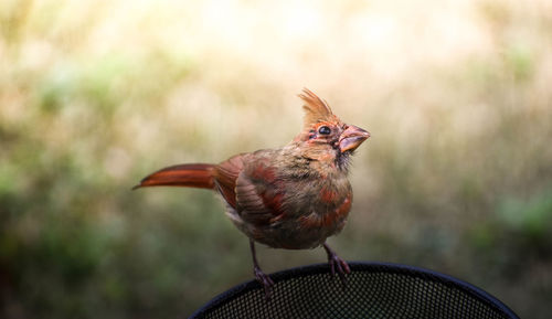 Close-up of bird perching