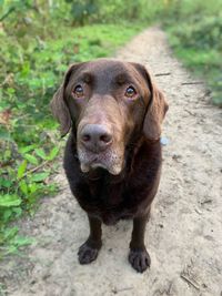 Portrait of dog standing on field