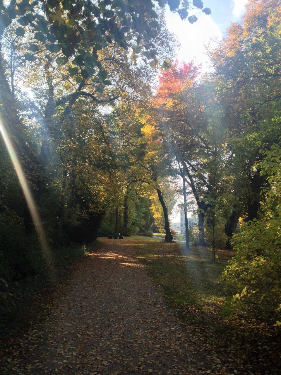 tree, the way forward, tranquility, autumn, growth, nature, sunlight, tranquil scene, diminishing perspective, change, beauty in nature, road, forest, branch, footpath, vanishing point, dirt road, scenics, day, sky