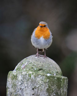 Close-up of a robin perching on a concrete fence post 