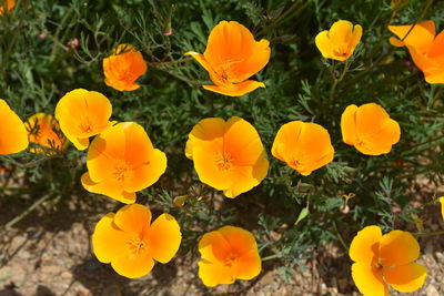 High angle view of yellow flowering plants on field