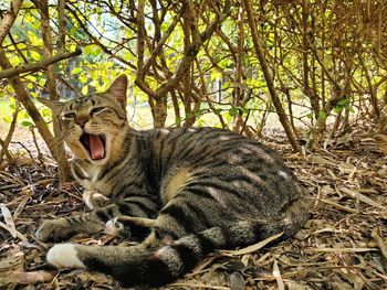 Cat relaxing in a forest