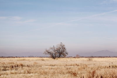 Scenic view of field against sky