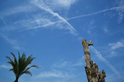 Low angle view of palm tree by dead plant against sky