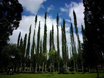 Trees on field against cloudy sky