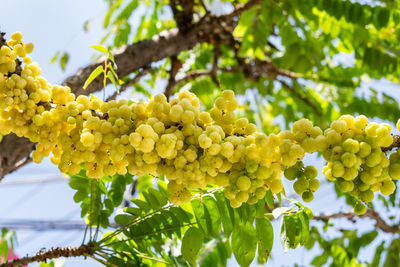 Low angle view of fruits growing on tree