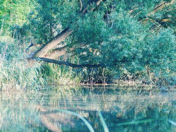 Scenic view of lake in forest