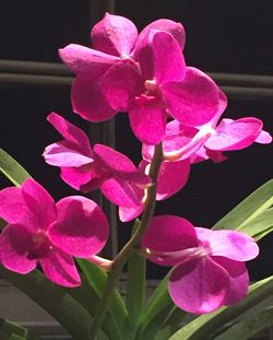 Close-up of pink orchid blooming outdoors