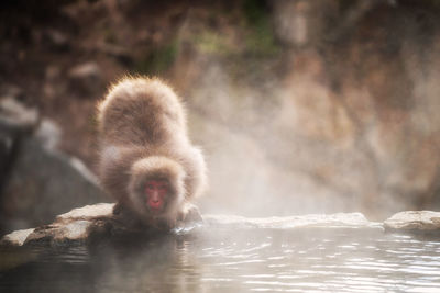 Monkey on rock in water