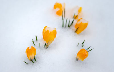 Close-up of orange against white background