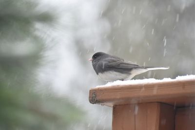 Bird perching on a railing