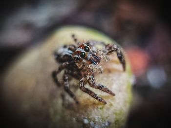 Close-up of spider