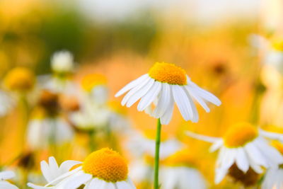 Close-up of white daisy flowers