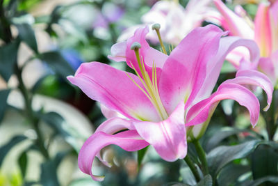 Close-up of pink flowering plant