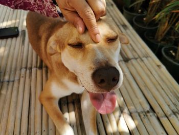 Close-up of hand holding dog