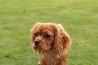 A closeup profile shot of a single isolated ruby cavalier king charles spaniel puppy.
