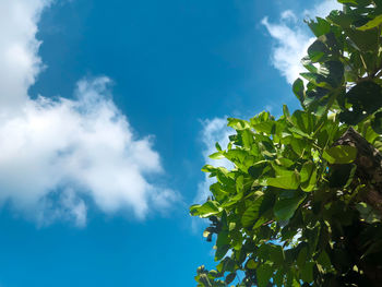 Low angle view of plants against blue sky