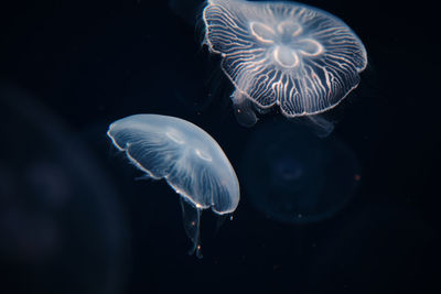 Close-up of jellyfish swimming in sea