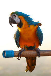 Close-up of a bird perching on wooden post