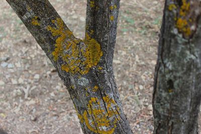 Close-up of lichen on tree trunk