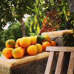 Orange fruits on retaining wall at yard