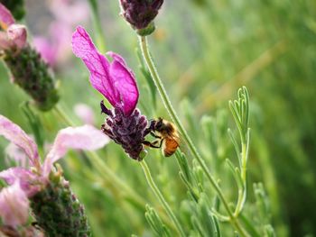 Close-up of bee on flower