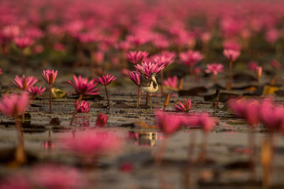 Close-up of pink flowering plants in lake