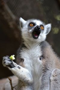 Close-up of ring-tailed lemur