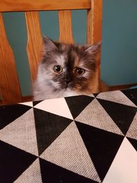 Close-up portrait of cat at home