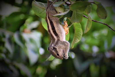 Close-up of a lizard on tree