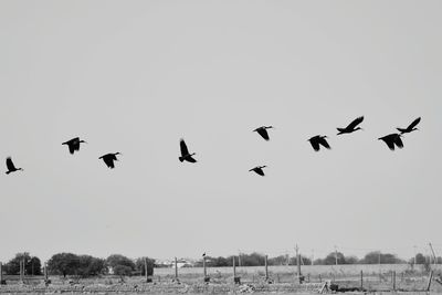 Flock of birds flying over sea