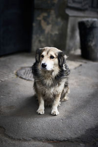 Portrait of dog sitting on floor