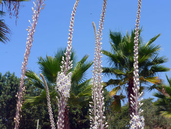 Low angle view of palm trees against clear sky